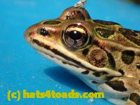 /home//u458753944/public_html/sourcegallery///Frogs/Bullfrogs 2016-08 Ontario/P8081373.JPG